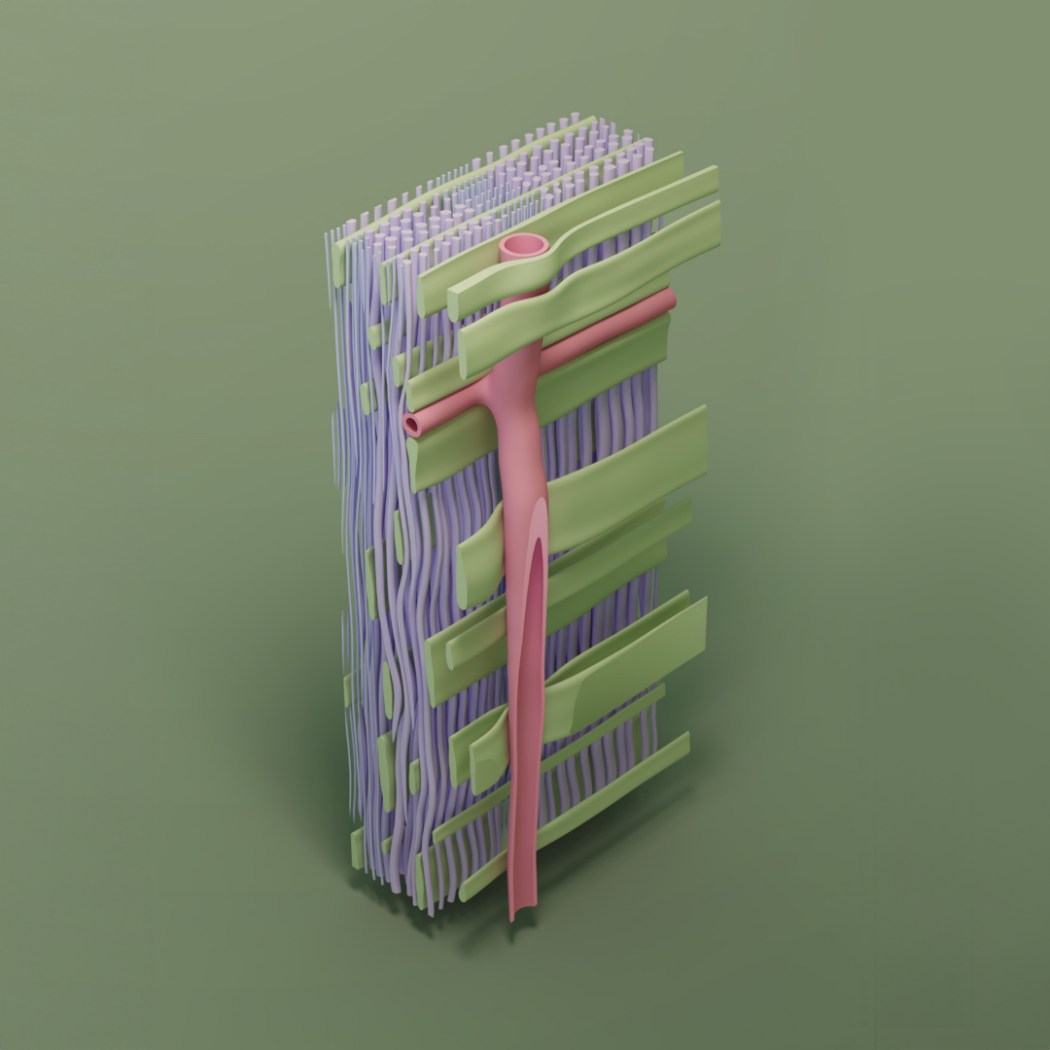 Idealised model of the pine wood cells