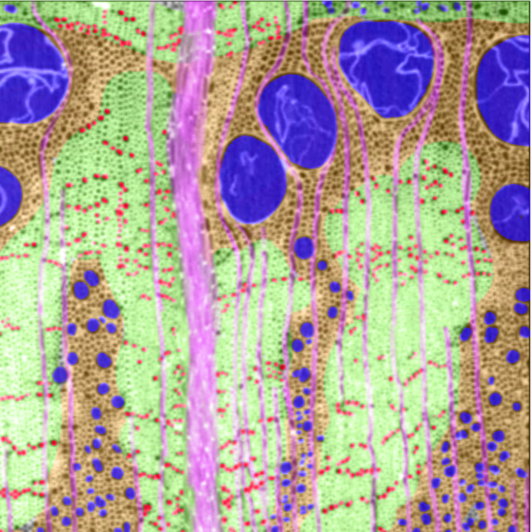 Coloured CT section of the oak