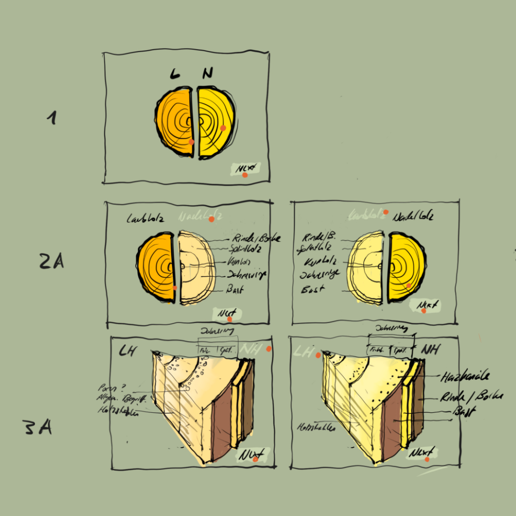 Sketch for the lesson ‘Macroscopic structure’