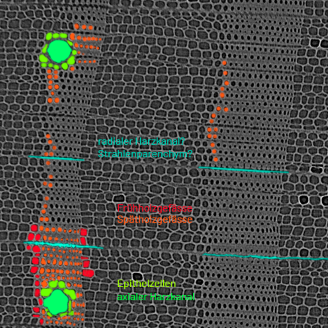 Sketch to understand the pine wood cells