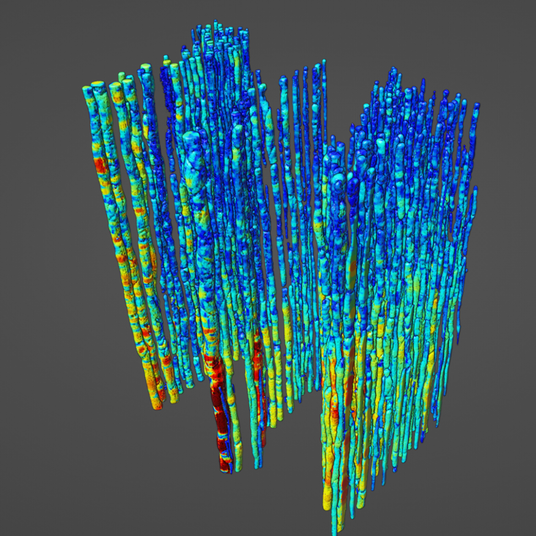 Heatmap of the diameter of the latewood vessels