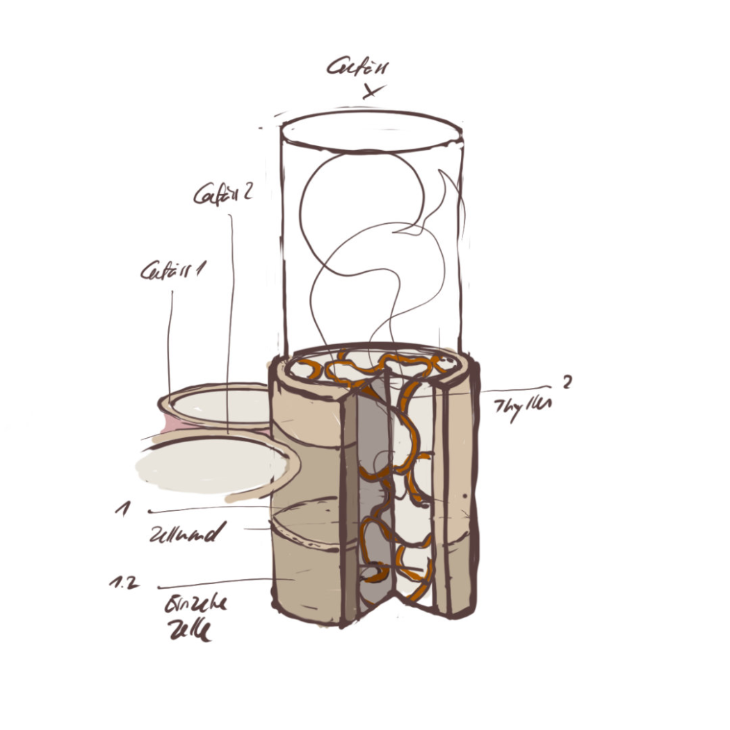 Sketch of early wood vessels in oak