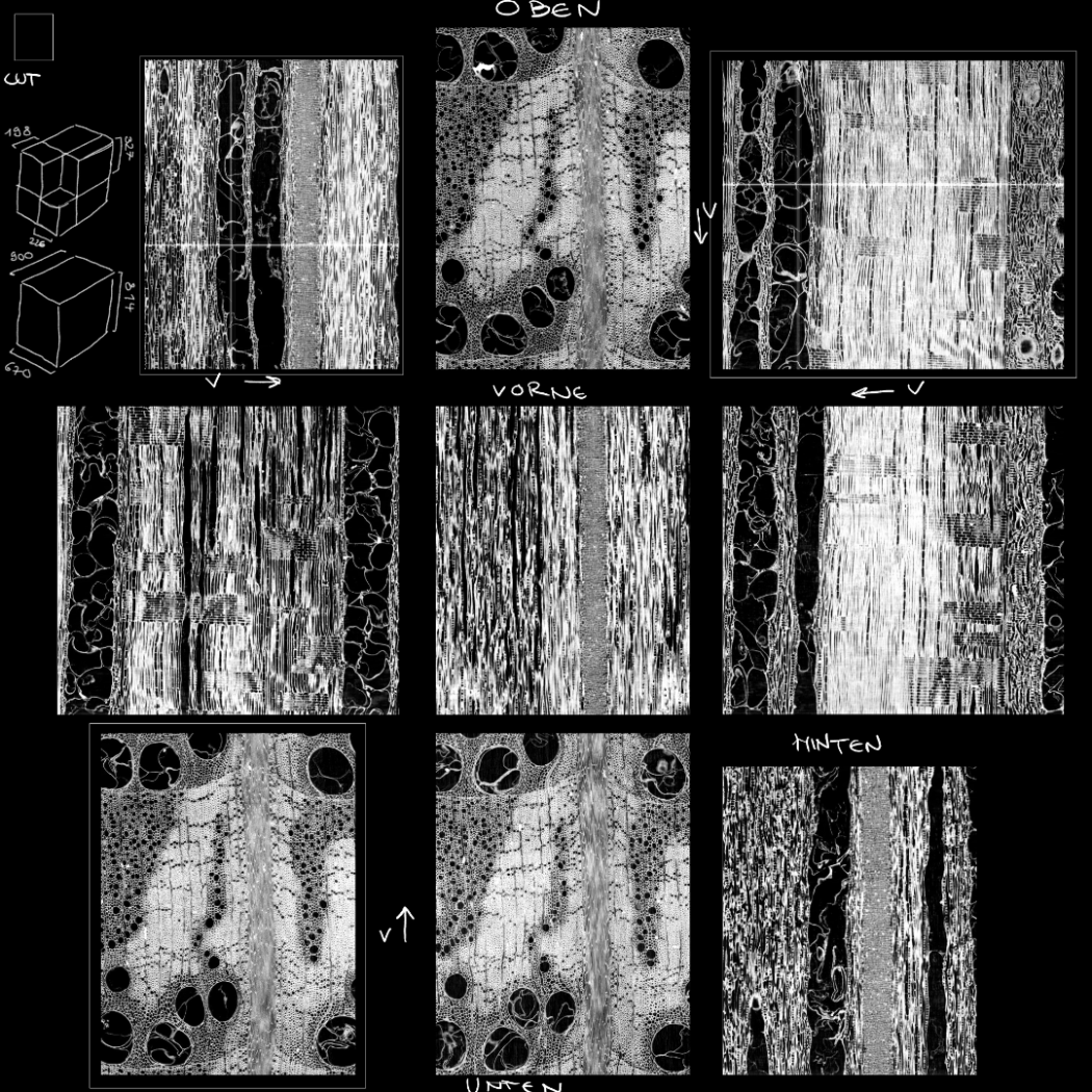 CT slice images as references