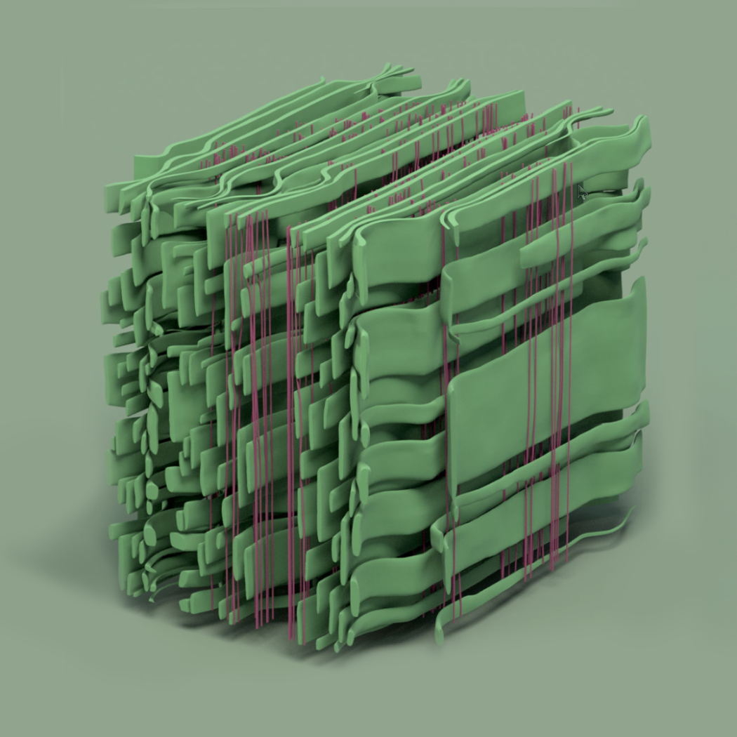 Idealised models of oak parenchyma cells